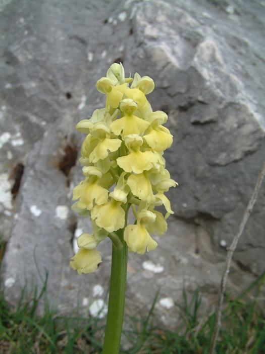Orchis pallens